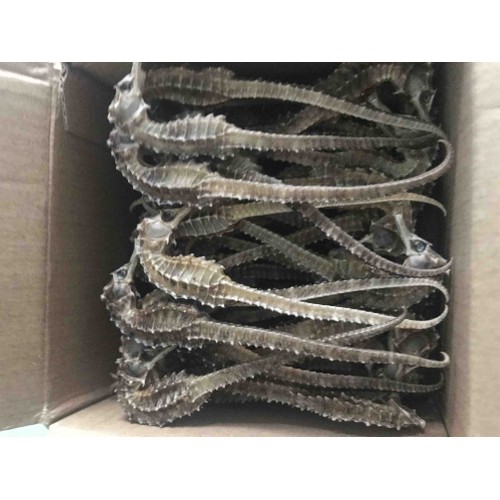1 cặp cá ngựa size lớn 11-12cm