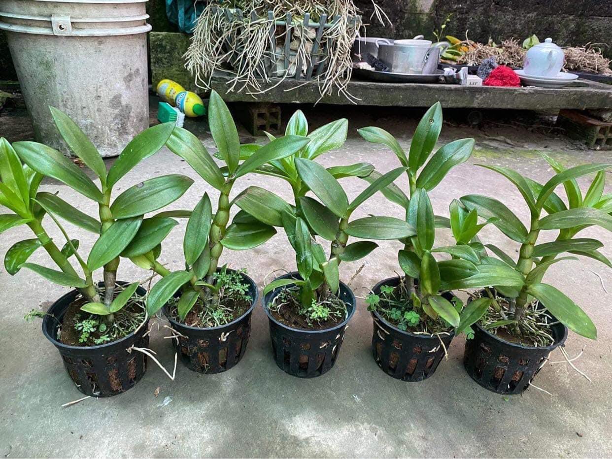Hoa lan denro nắng thơm CC.White