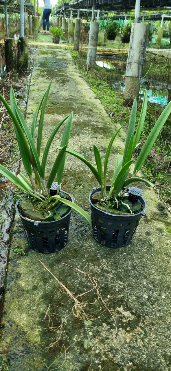 HOA LAN BRASS XANH LƯỠI ĐỐM