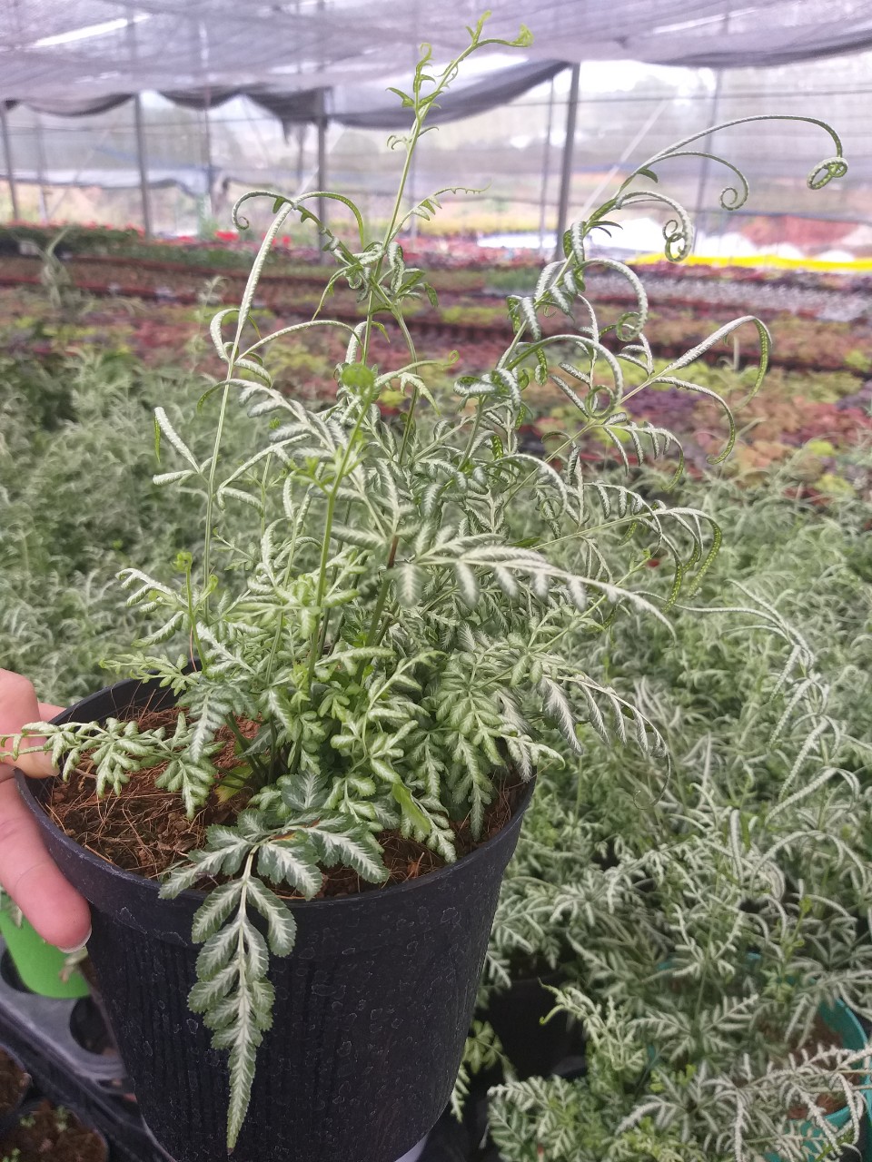 Cây lữ phụng tiên - Silver lace fern