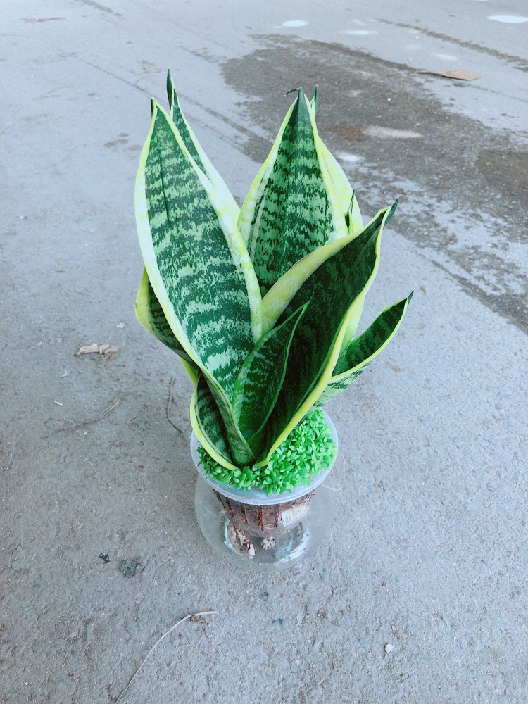 [HCM]Chậu Lưỡi Hổ Thuỷ Sinh