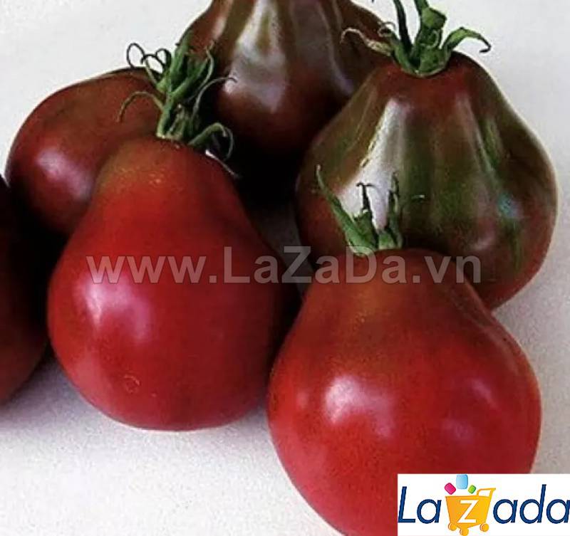 30h Hạt Giống Cà Chua Lê ĐẠI (A3.402| B42*W62*M178)