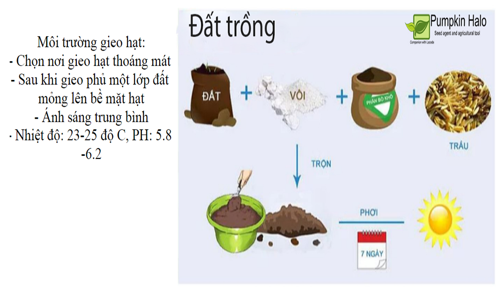 Giống Rau Mã Đề  cây dược liệu gói 2gram.