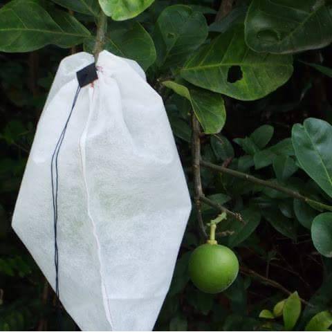 [35*40cm] 100  CÁI TÚI BAO,BỌC BƯỞI DA XANH,BƯỞI DIỄM ,NHO,DƯA LƯỚI, MÃNG CẦU XIÊM KÍCH THƯỚC 35*40