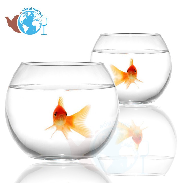 T11 Hồ Cá Thuỷ Tinh Bầu Bể Cá D17cm x 13cm