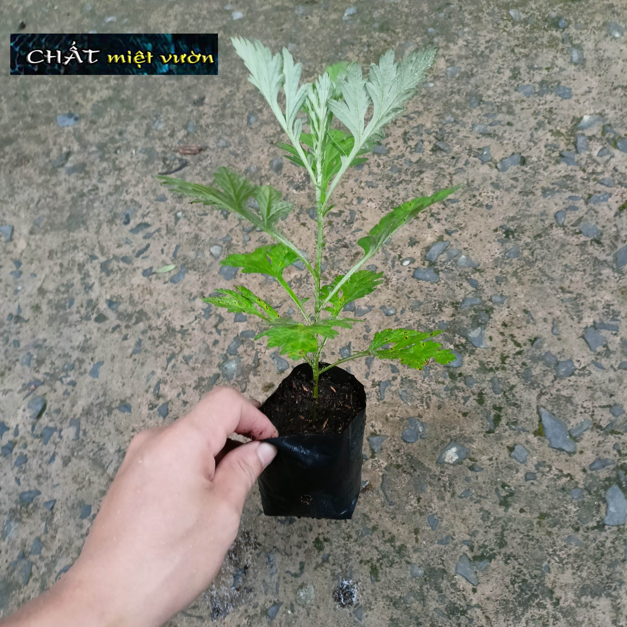 Cây giống ngải cứu - Cây thuốc nam (cây cao 20-35cm như hình)