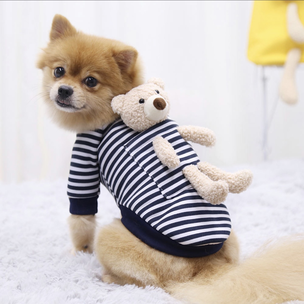 Áo nỉ gấu teddy cho thú cưng