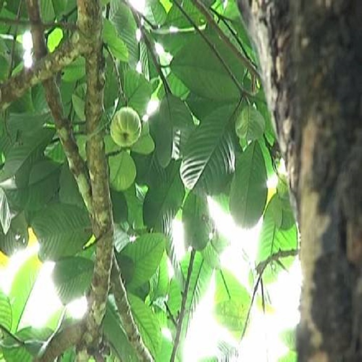 Cây giống cây tai chua cao sản, dòng quả sớm, siêu kinh tế