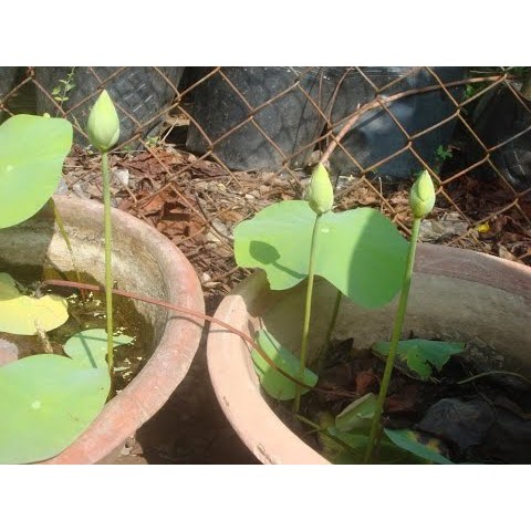 1 Hạt Giống Hoa Sen Nhật Mini