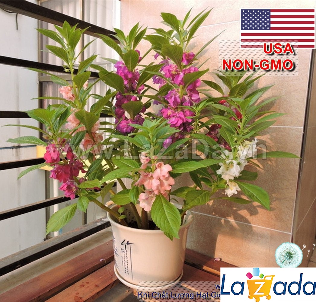 50h Hạt Giống Hoa Móng Tay Đa Nhánh Mix Kép Đơn (C2.301| -KD: B6*V42*M192)