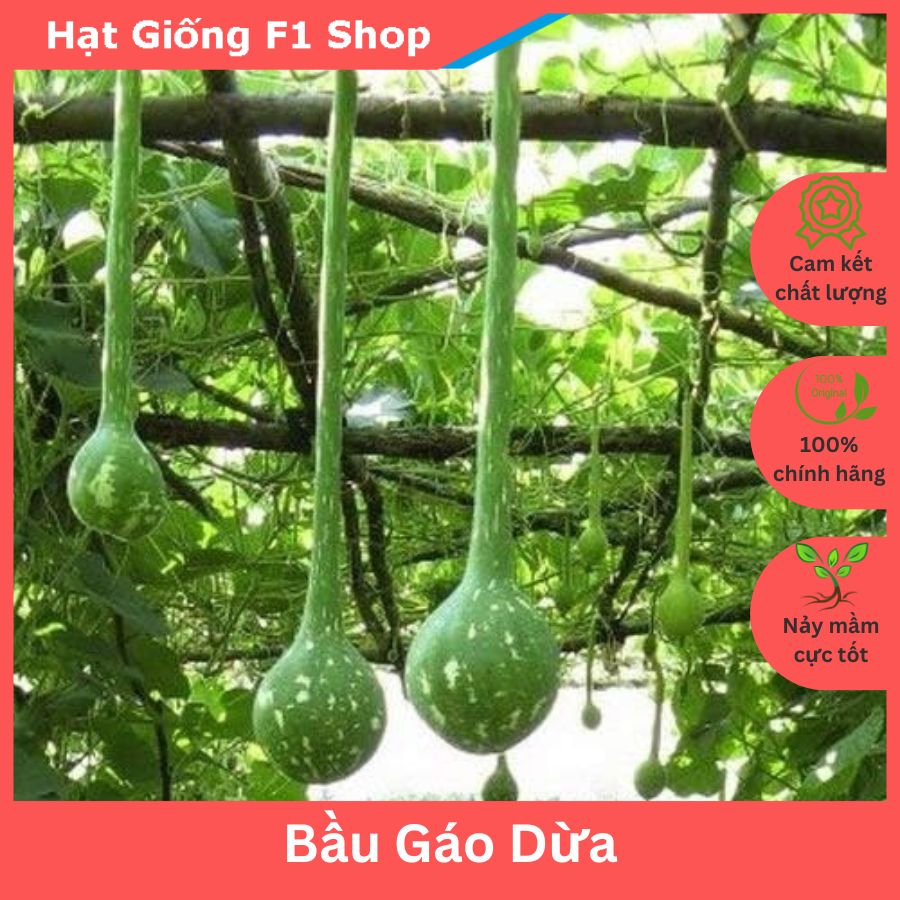 Hạt giống bầu gáo dừa dễ trồng