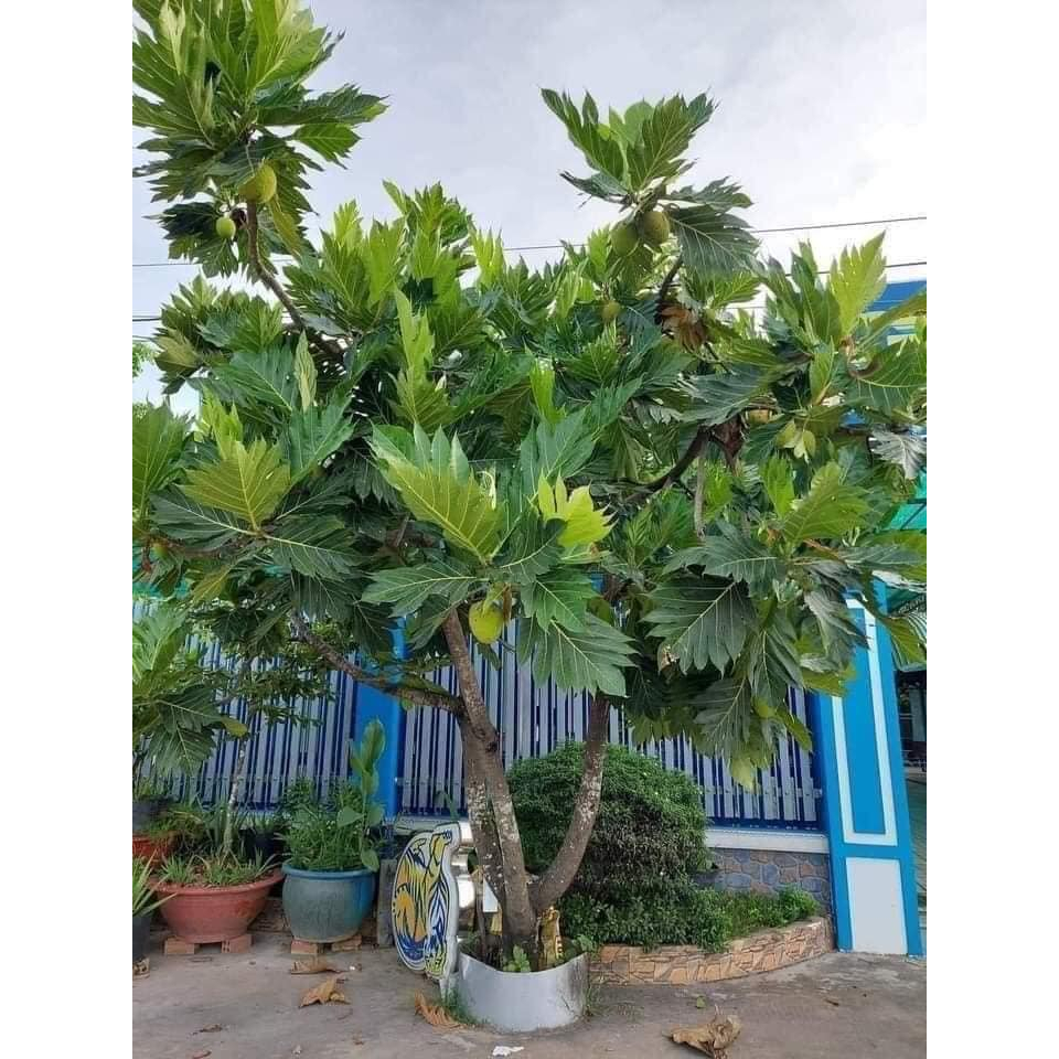 Cây giống sa kê