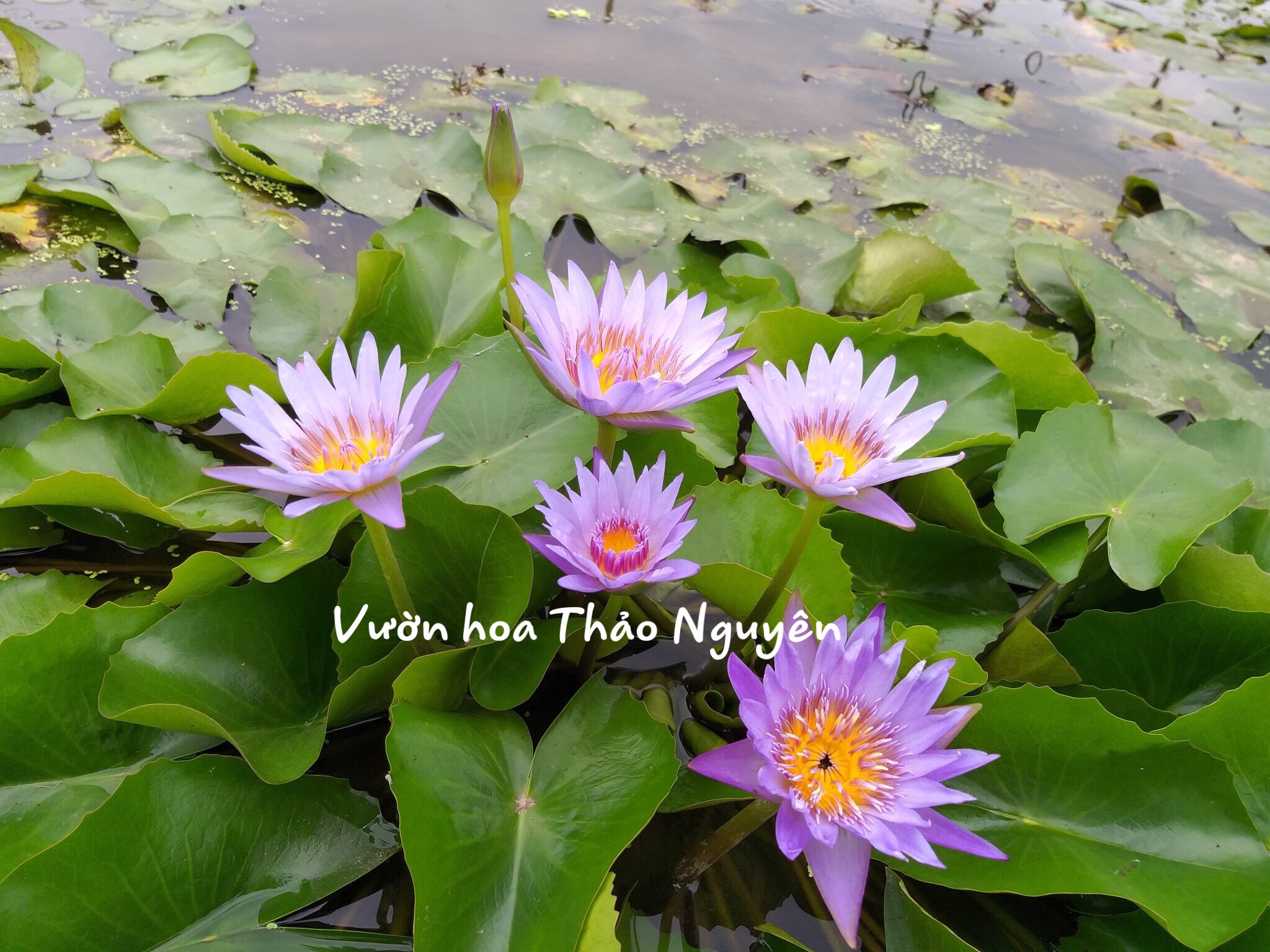 [RẺ VÔ ĐỊCH] Cây hoa súng Thái Lan màu tím xanh Đ-08
