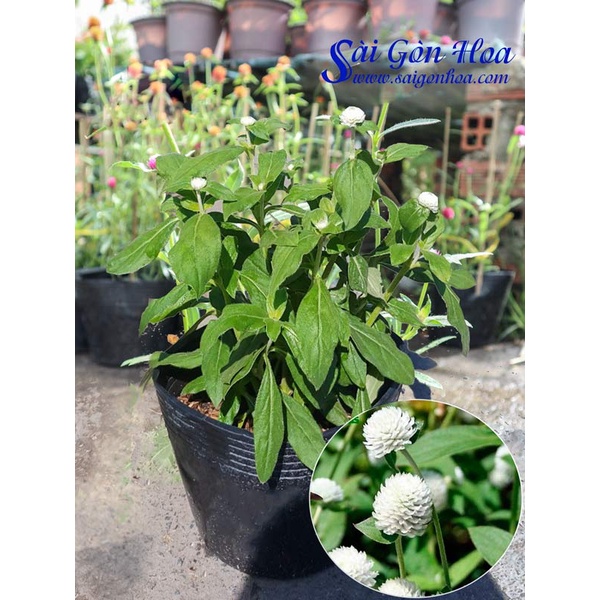 100 HẠT GIỐNG CÚC BẠCH NHẬT