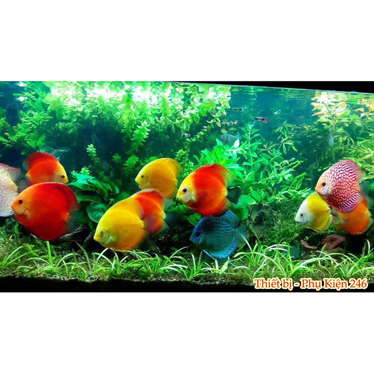 Máy lọc thác Sobo 606H hồ cá thủy sinh
