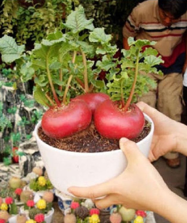 Hạt giống củ cải đỏ khổng lồ ( củ cải thần tài ) 10 hạt/gói