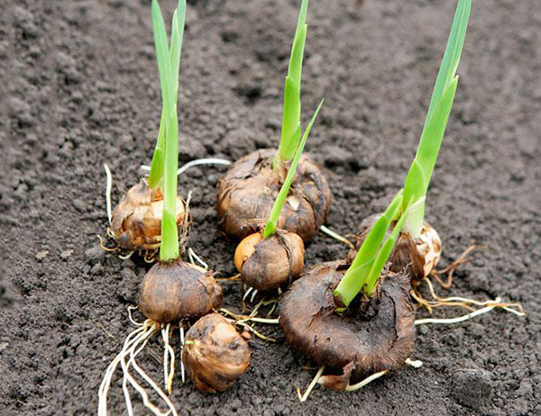 Combo 10  Củ Giống Hoa Lay Ơn Nhiều Màu