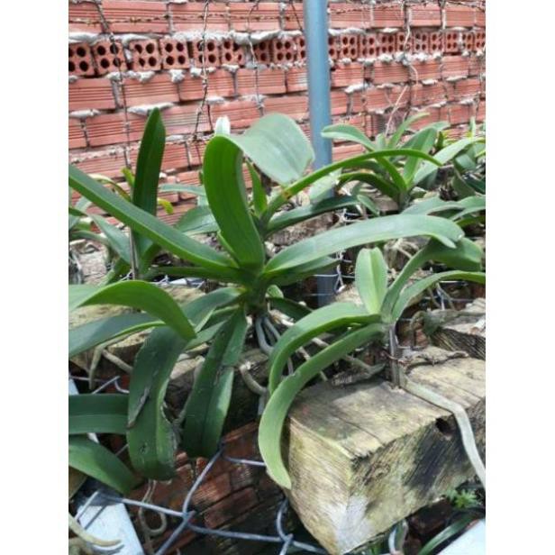 Hoa lan ngọc điểm rừng