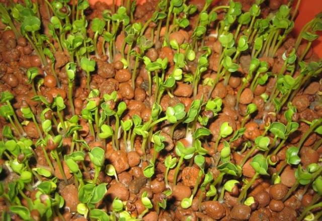 Đất Sét Nung Trồng Cây Gói 1dm