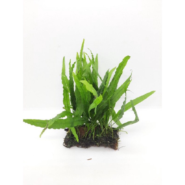 [Mã PET20K giảm 20K đơn 250K] Dương xỉ lá hẹp - dương xỉ miếng - cây thủy sinh dễ trồng , dán đá lũa