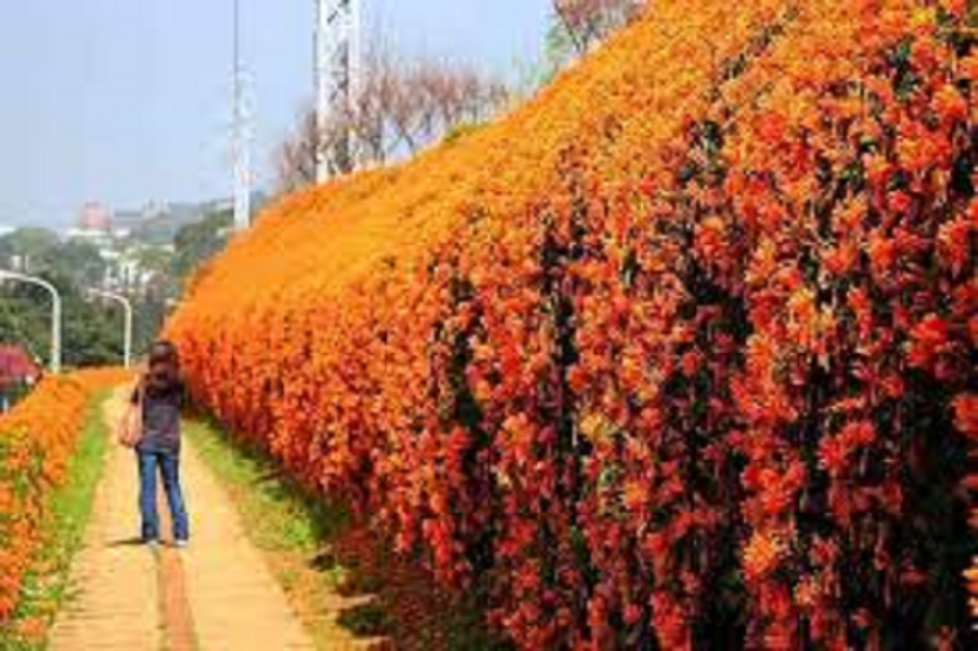CÂY GIỐNG HOA LEO CHÙM ỚT (HOA LEO RẠNG ĐÔNG, HOA LỬA )