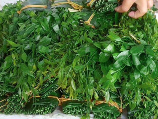 cây giống rau sắng rừng (rau Ngót rừng)