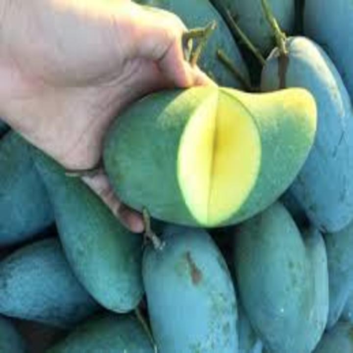 cây giống XOÀI THÁI miền nam - Giống chuẩn F1 - Siêu sai quả ngon, ngọt