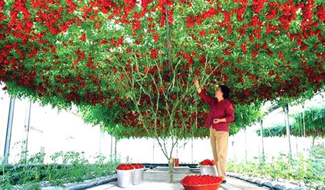 Hạt giống cà chua bạch tuộc F1