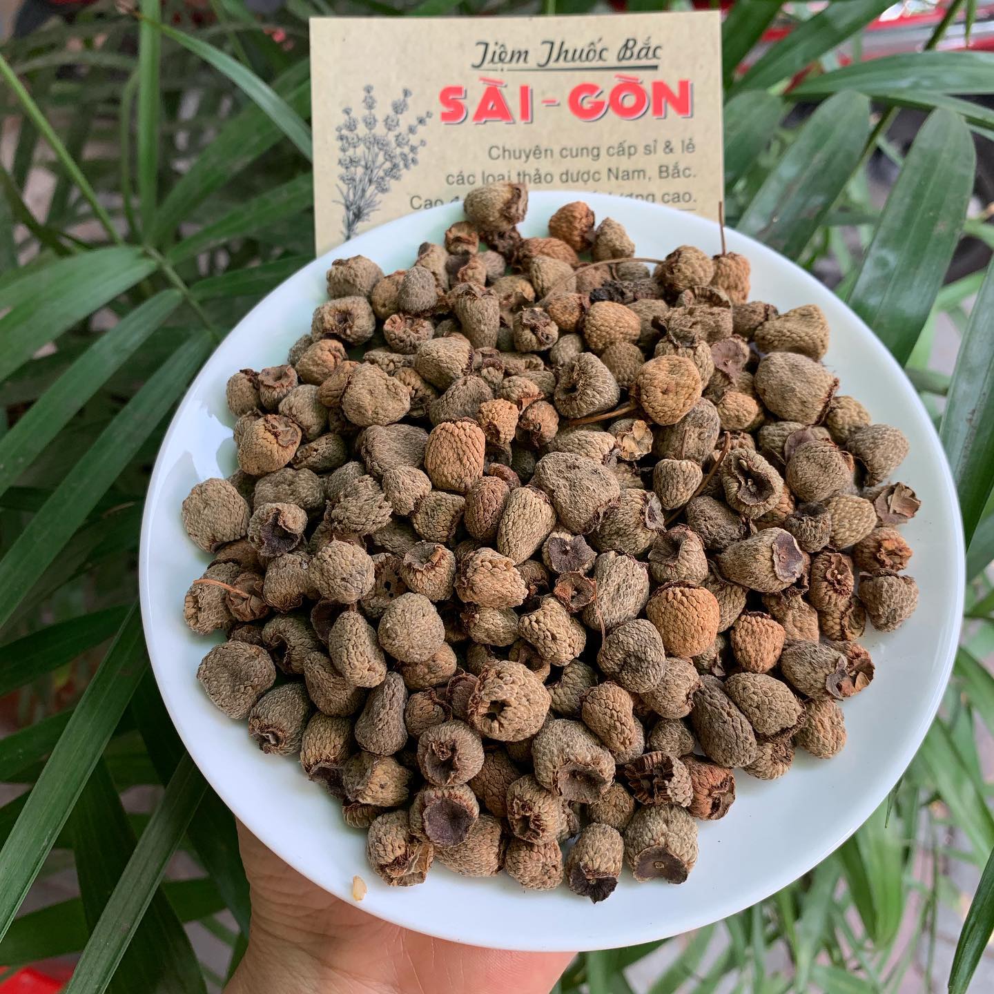[HCM]PHÚC BỒN TỬ 100GRAM