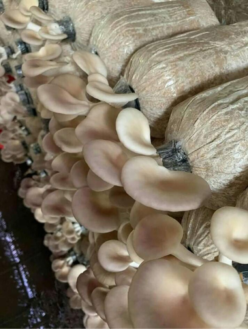 PHÔI NẤM BÀO NGƯ XÁM