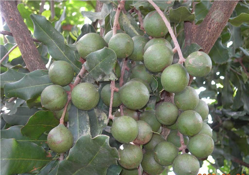 Cây giống Mắc Ca ghép. ( Cam kết Giống cho Trái to, sai, chùm quả sum xuê ).