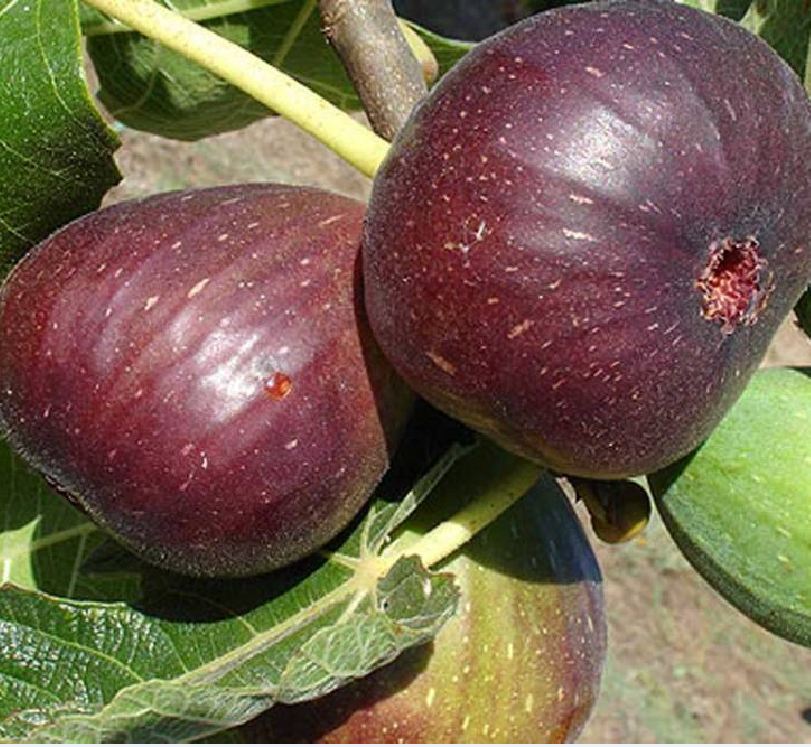 Hạt giống Sung ngọt Mỹ - gói 10 hạt
