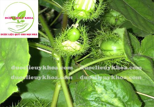 [XẢ KHO] Cây lạc tiên dành cho người mất ngủ