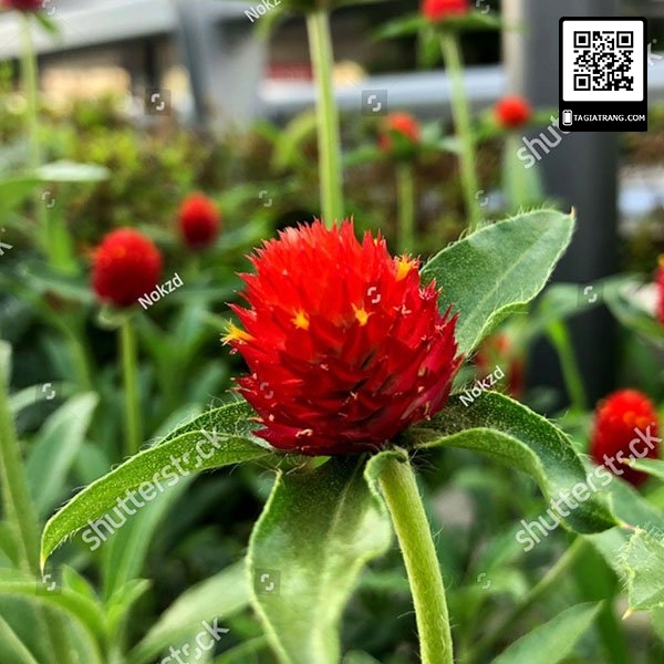 Hạt giống cúc bách nhật đỏ, màu đỏ tươi, cây thẳng nhiều nhánh