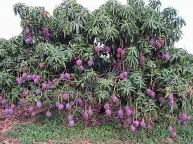 CÂY XOÀI TÍM THÁI (CÂY TỐT TRỒNG CHẬU ĐƯỢC)