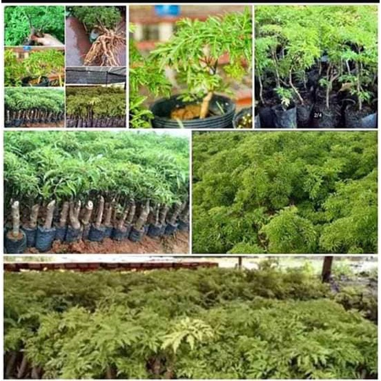 CÂY GIỐNG ĐINH LĂNG NẾP LÁ NHỎ