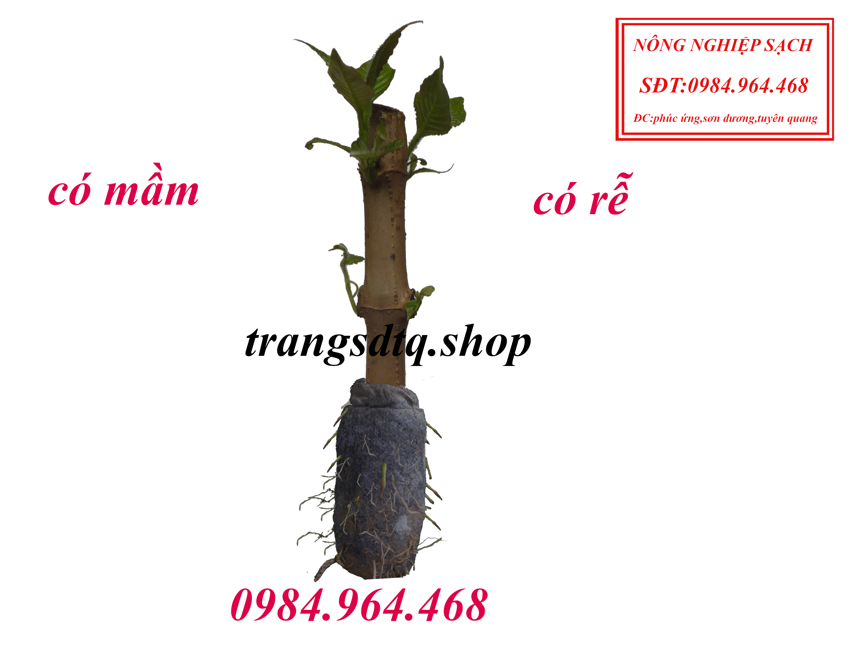 20 Cây chè khổng lồ