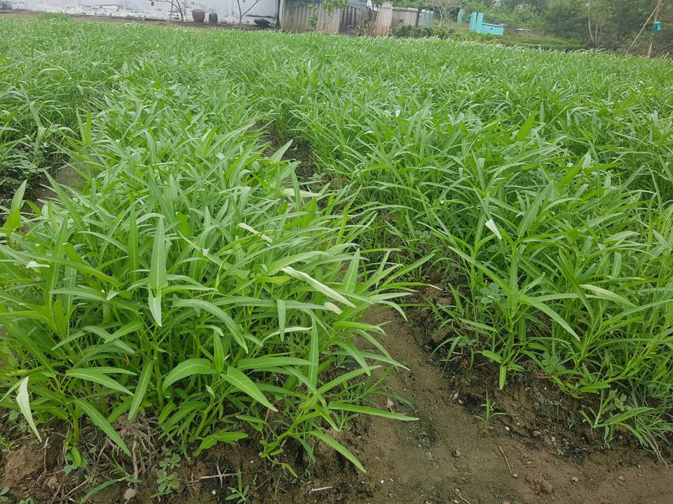 Gói 100 gram , hạt giống Rau Muống Lá Tre