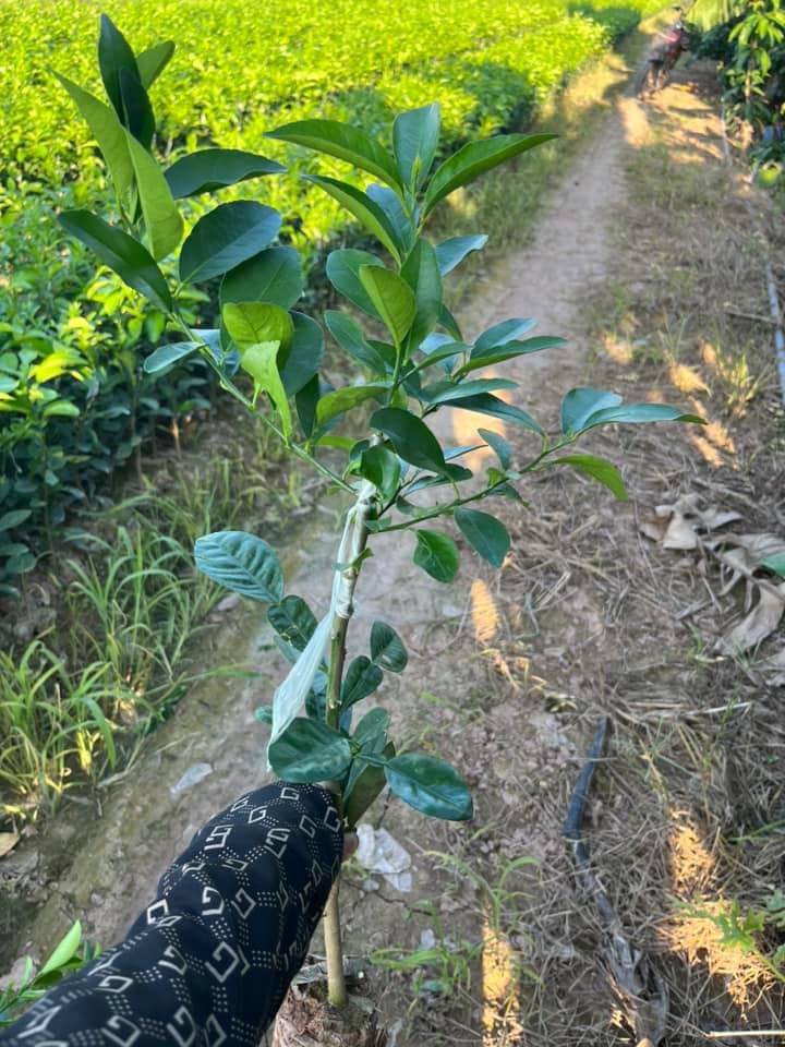 Cây chanh tứ quý chùm cao 50cm ra trái sau 6 tháng