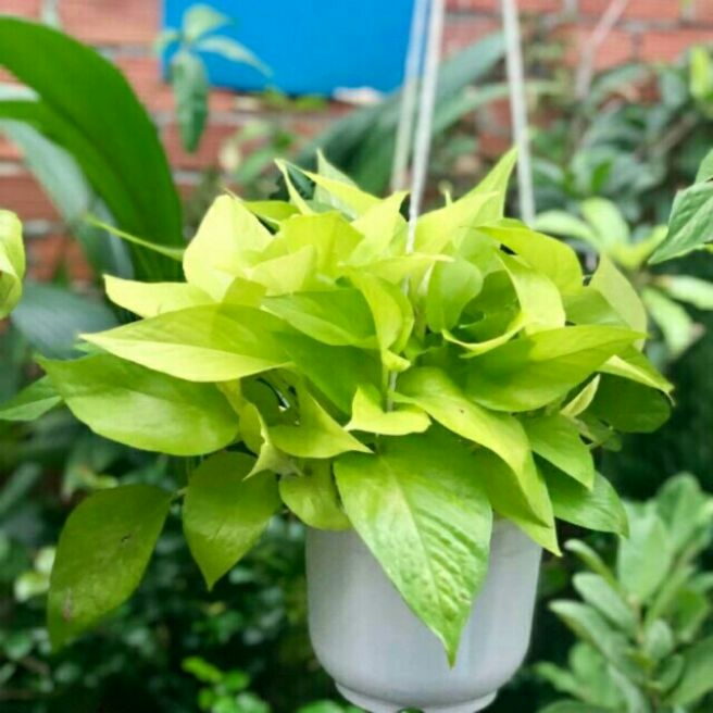 Cây trầu bà thái vàng