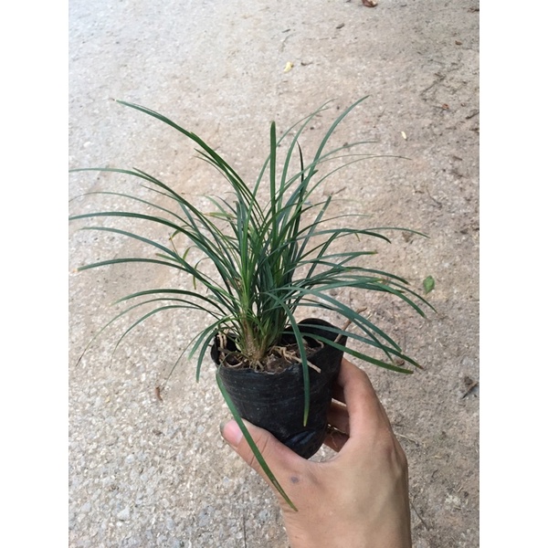 Cỏ tóc tiên trồng bầu đen,dùng làm nền cây,riềm đường đi
