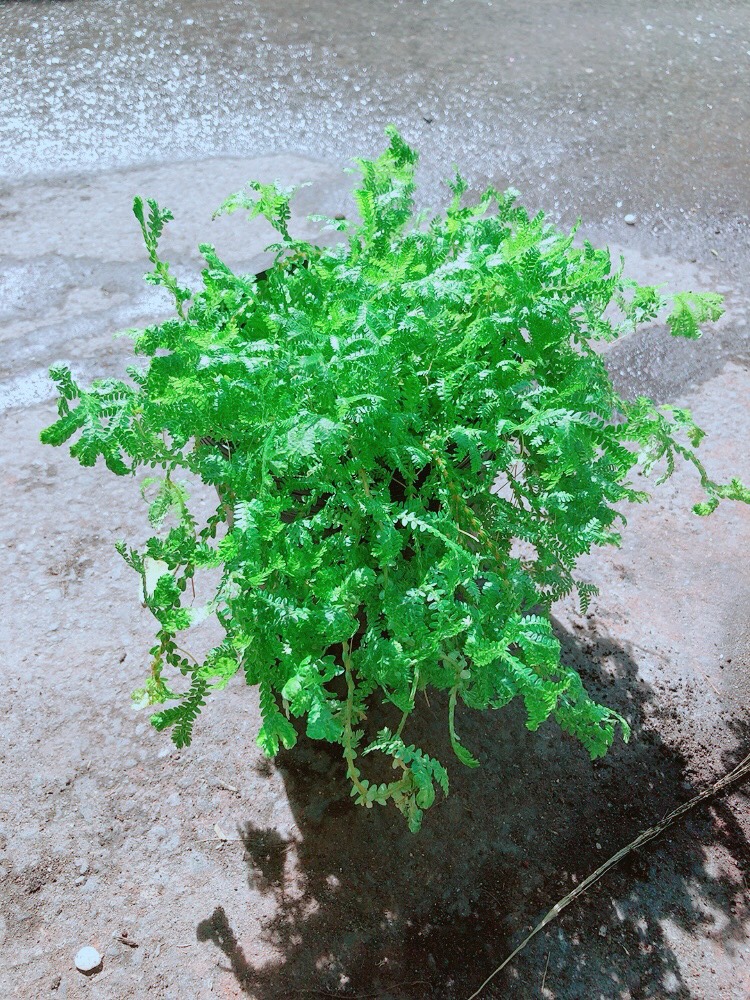 Cây Rêu Lọc Không Khí