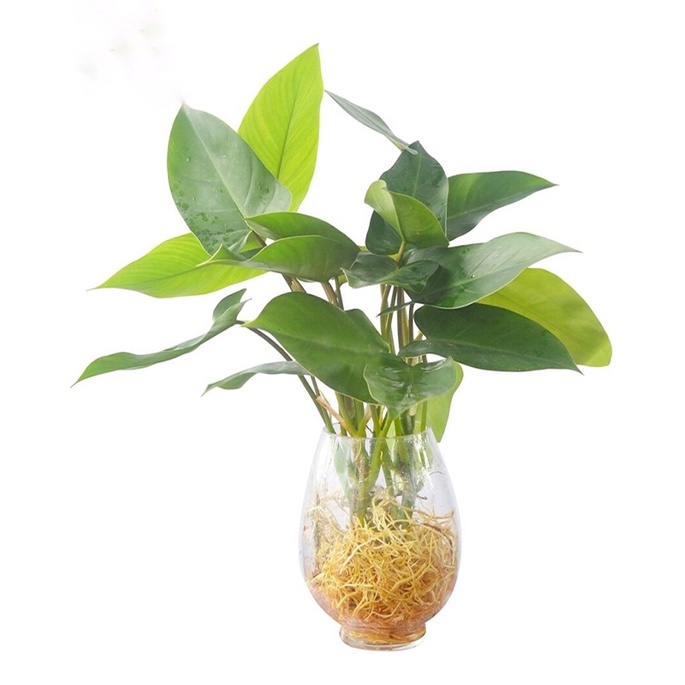 Cây giống trầu bà tỷ phú