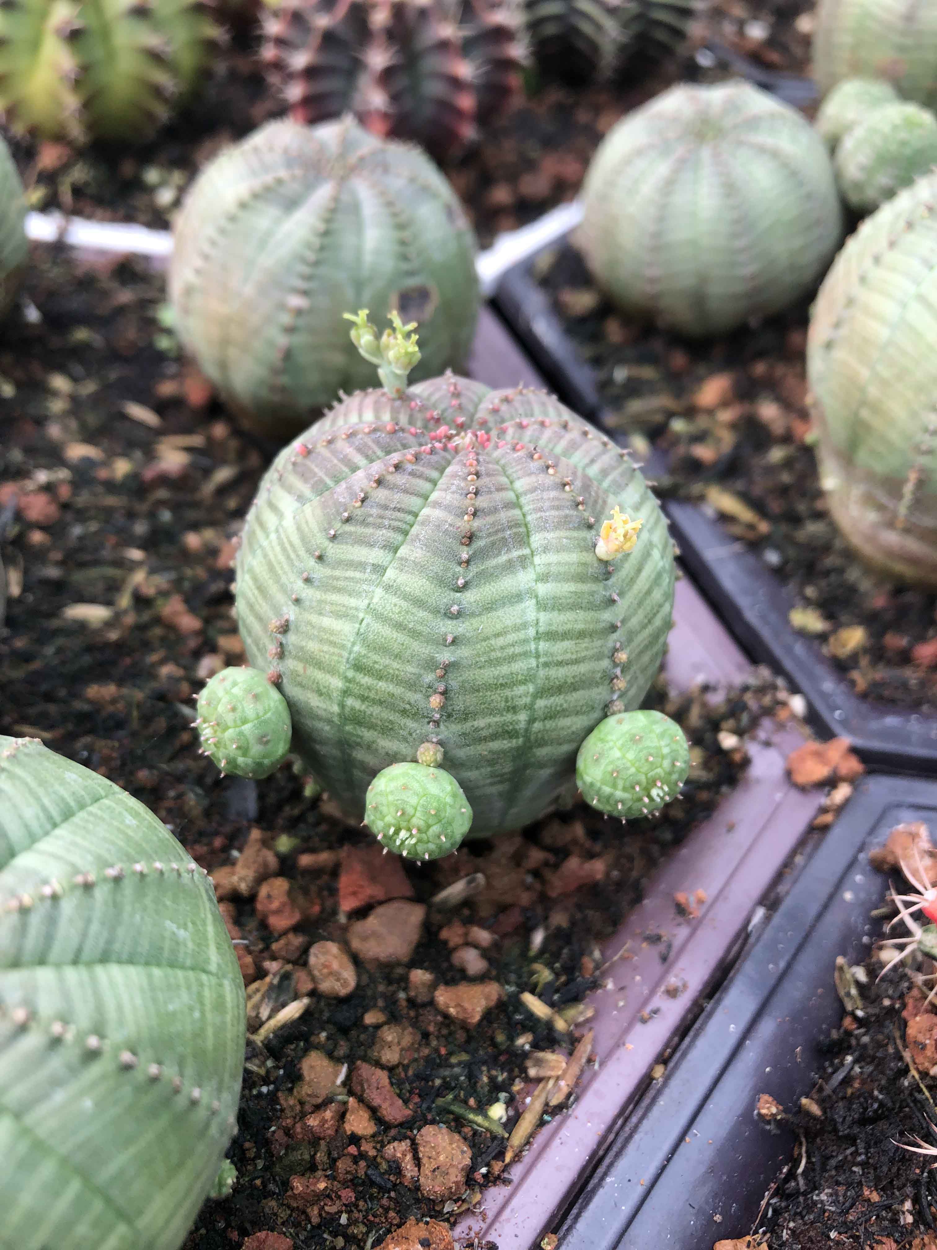 Xương rồng bóng chày Obesa