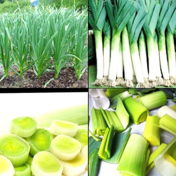 [HCM][Rau Củ Quả] - Gói 2g hạt giống tỏi tây