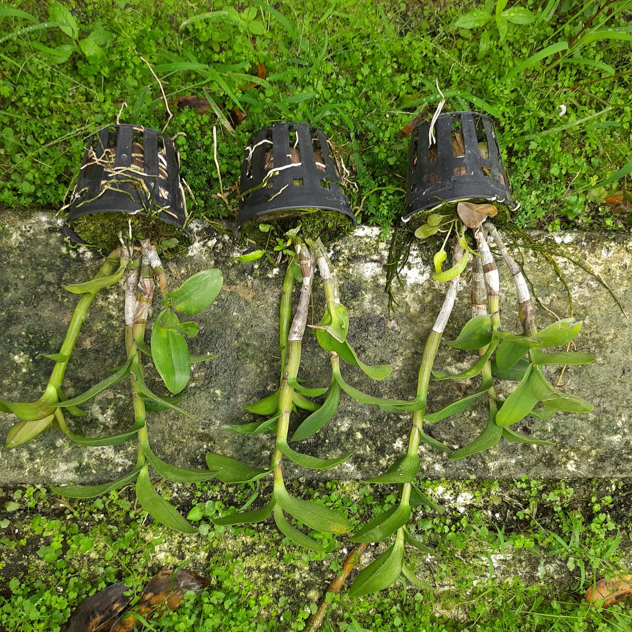 Lan Denro Bò Hồng F12