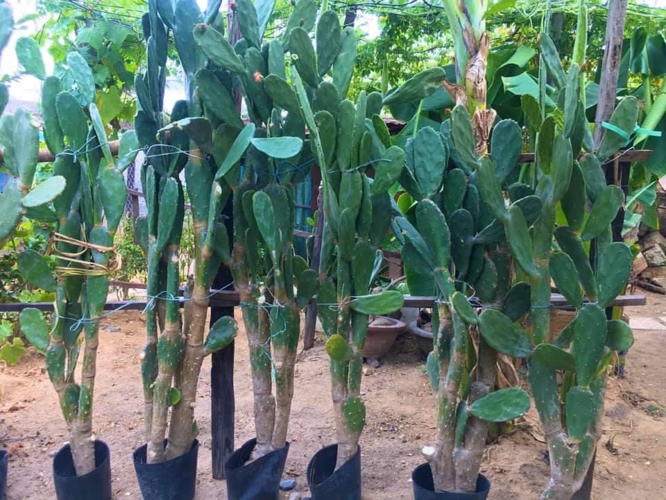 Xương rồng tai thỏ. ( Loại cao 2m )