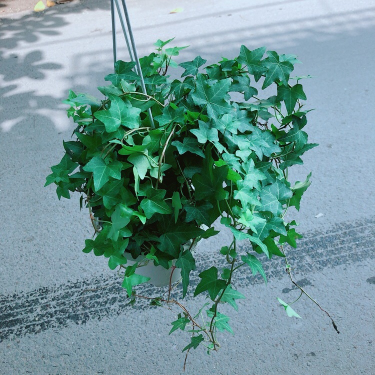 Chậu Cây Thường Xuân