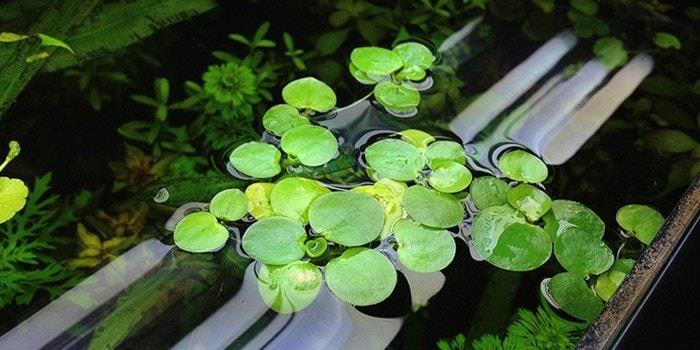 bèo nhật thủy sinh - 5 cây bèo nhật thủy sinh
