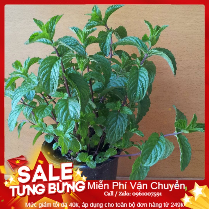 Hạt giống cây bạc hà -50 hạt